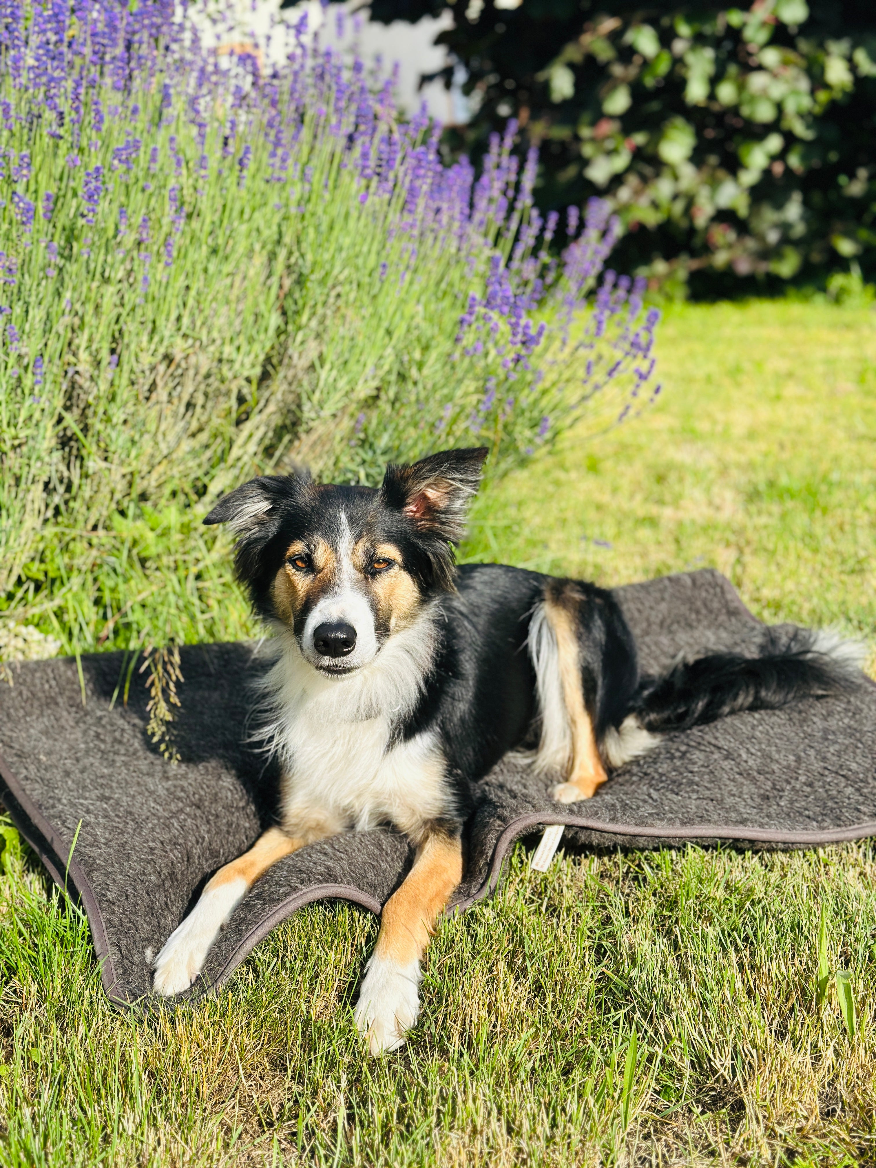 Hundedecke aus Schafwolle