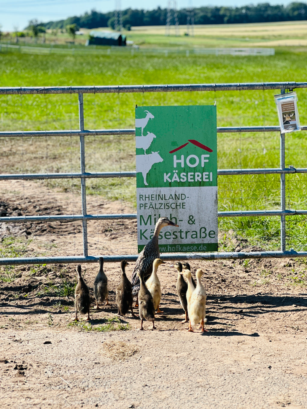 Schafskäse-Spezialitäten